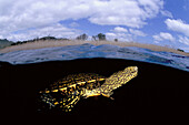 Freshwater Louro lake Galicia Spain European pond turtle Emys orbicularis