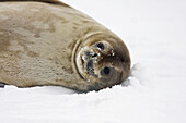 Weddell Seal (Leptonychotes weddellii)
