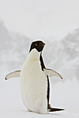 A lone adult Adelie penguin Pygoscelis adeliae on an iceberg off Port Lockroy, Antarctica