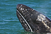 California Gray Whale calf (Eschrichtius robustus)