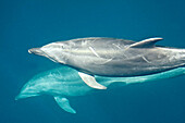 Offshore type bottlenose dolphin Tursiops truncatus bow-riding the hull of the National Geographic Sea Bird in the midriff region of the Gulf of California Sea of Cortez, Baja California Norte, Mexico