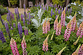 Cottage Garden with Lupins Norfolk June