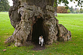 Ancient Oak in Blenhiem Park Oxfordshire