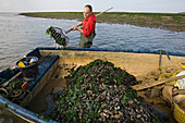 Harvesting Mussels in Blakeney Harbour Norfolk September