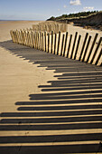 Stabilising sand Dunes at Holme N N R  Norfolk UK