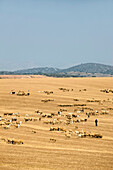 Bedouin sheep herder hills of lachish. Israel.