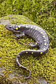Spotted Salamander (Ambystoma maculatum) in early spring migration to woodland pond. New York, USA