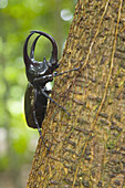 Three-horned Rhinoceros Beetle (Chalcosoma moellenkampi) on tree trunk, Danum Valley Conservation Area. Sabah, Borneo, Malaysia