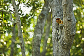 Proboscis Monkey (Nasalis larvatus), Labuk Bay Proboscis Monkey Sanctuary. Sabah, Borneo, Malaysia