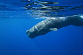 Sperm Whale (Physeter macrocephalus). Pico Island, Azores, Portugal