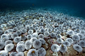 Outbreak of West indian sea urchin, Tripneustes ventricosus, Sueste Bay, Fernando de Noronha, Pernambuco, Brazil, Atlantic Ocean