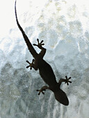 gecko silhouette on window