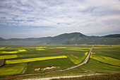 Italy  Umbria  Norcia  Highland of Castelluccio di Norcia  Lentils fields with Poppies