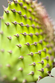 Botany, Cactus, Close up, Close-up, Closeup, Color, Colour, Concept, Concepts, detail, details, Green, nature, Plant, Plants, Selective focus, Spine, Spines, Succulent, Succulents, Thorn, Thorns, G96-720988, agefotostock