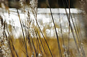 Common reed (Phragmites australis). Västernorrland, Norrland, Sweden, Scandinavia, Europe