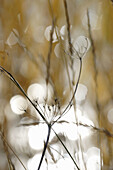 Details of plants seen against the glittering of a lake. Autumn. Västernorrland, Norrland, Sweden, Scandinavia, Europe