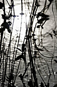 Buckbean (or bogbean) (Menyanthes trifoliata) growing in a lake. Medicinal plant. Västernorrland, Norrland, Sweden, Scandinavia, Europe