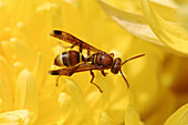 wasp, india, insect, flower, yellow, necter, pollination