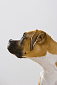 Boxer dog, studio, portrait