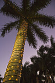 Palm trees with christmas lights, Miramar, Florida