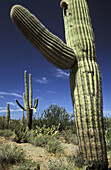 Saguaro National Park, Tuscon Mountain District west unit, Tucson Arizona USA