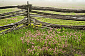 Cedar split-rail fence with prairie smoke