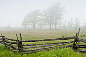 Cedar split-rail fence with prairie smoke and distant oak trees in light fog