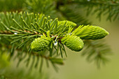 Emerging buds in white spruce bough Picea glauca