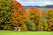 Fall foliage pasture with maple trees and a sugar shack in rural Vermont, USA