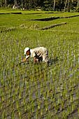 Farmer in padi field in Ubud, Bali, Indonesia, 2008