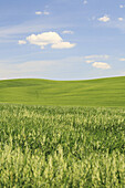Wheat field, crop, hill countryside, agricultural landscape, Tuscany, Italy