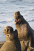 Male Elephant Seals fighting over territory on Piedras Blancas Beach in San Simeon