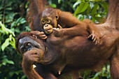 Orang Utan, Malaysia, Borneo