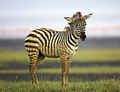 A young zebra out in the rain at Lake Nakuru, Kenya