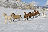 A herd of horses galloping through the snow mountain ranges of shell wyomingHerd of horses galloping acoss the winter landscape of Shell, Wyoming, Usa