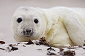 Grey Seal Pup, Halichoerus grypus /