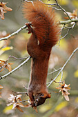 Red squirrel, Sciurus vulgaris