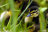 Mallard duckling (Anas platyrhynchos), at Martin Mere Wildfowl and Wetlands Trust, Lancashire, England, UK