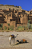 Morocco, near Quarzazate, Ait Benhaddou, Exotic Kasbah, Camels in Foreground