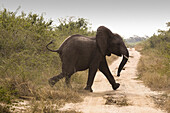 Elephant (Loxodonta africana), Uganda, Africa.