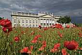 Poppy Field, art installation for the documenta XII, 2007. Field of Papaver rhoeas and Papaver somniferum infront of the museum Fridericianum, 6590 square meter, loud speakers, revolutionary songs, performed vy LeZbor, Kassel, Hesse, Germany