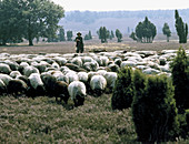 Shepherd with his sheep in the heath, Müden at the river Örtze, district Celle, Lower-Saxony, Germany