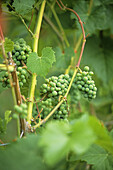 Leon Millot grapes (early ripening red).Saltspring Vineyards. Saltspring Island. Gulf Islands, British Columbia, Canada