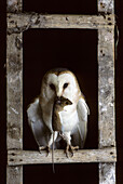 Barn owl (Tyto alba) with mouse prey on ladder. Lorraine, France