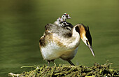 Great crested grebe (Podiceps cristatus) returning eggs in nest with chicks on back. Lorraine, France