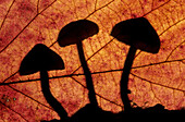 Fungus behind a leaf and shadow in autumn. Lorraine, France