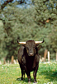 Bull. Sevilla province, Andalucia, Spain