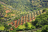 Portugal, Tras_os_Montes, olive grove, landscape