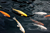 Koi carps in the pond in front of Longshan tempel, Taipei, Taiwan, Asia