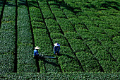 Tea farmers working on a tea plantation, Rueili, Alishan, Taiwan, Asia